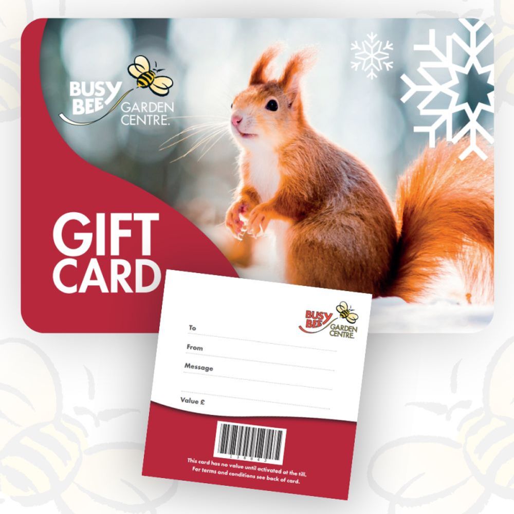 Gift Card Winter Squirrel
